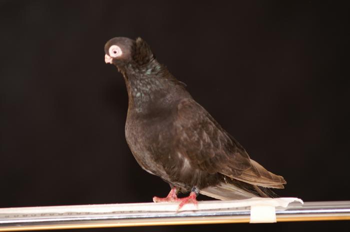 Picture 077 - jucatori de constanta