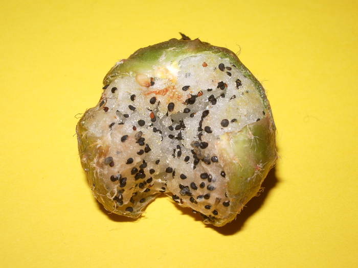 Fruct Lobivia - Fructe de cactusi si suculente