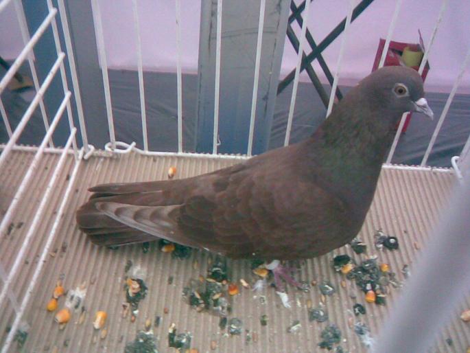 rosutgv red - 1502 partea 3