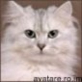animale__avatare-cu-pisicute-35_jpg_85_cw85_ch85