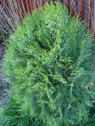 Thuja occidentalis (2009, May 08)