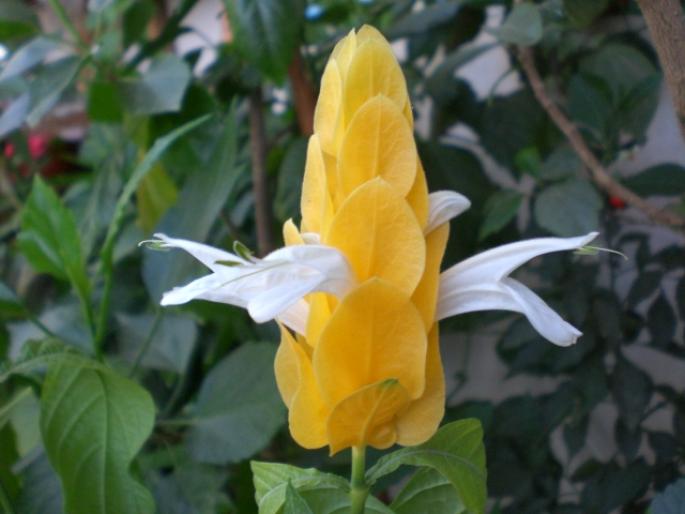 21 sept 2008 003; pachistachis lutea
