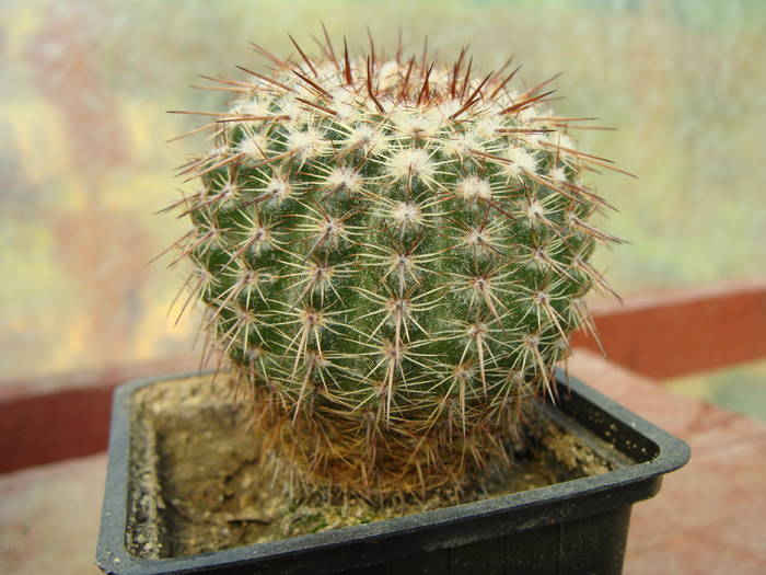 1. Notocactus ?