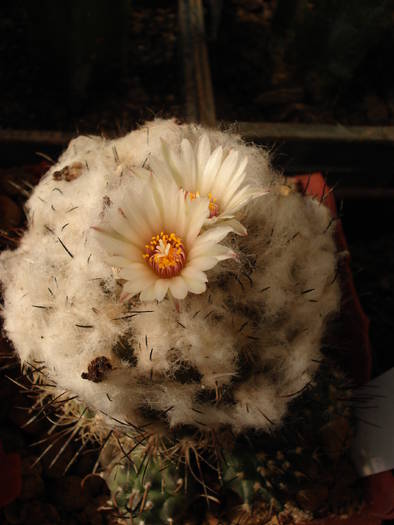 Turbinicarpus lophophoroides
