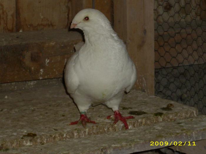 femela 2007 - nastase