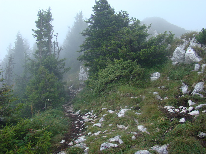 DSC04062 - Piatra Craiului August 2009 Valea Crapaturii