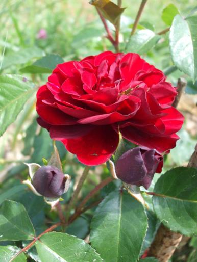 DSCF1734 - trandafiri
