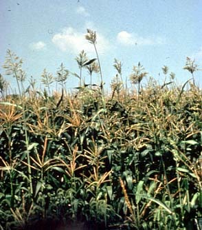 sorghum vulgare - costrei - Plante toxice in hrana oilor si a caprelor