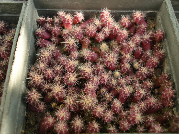 DSC03285