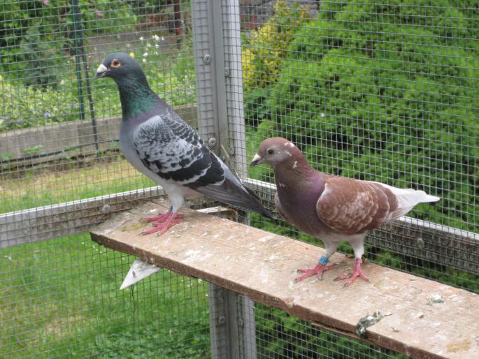  Perechea 6. Hub Hendrix+Sylvere Toye