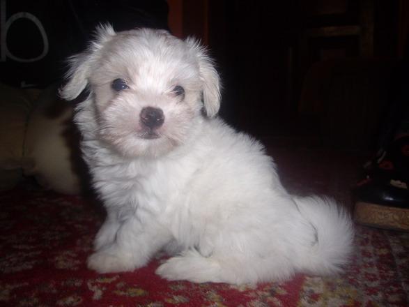 Bichon Maltese; am 2 luni iti place ,vreau la tine
