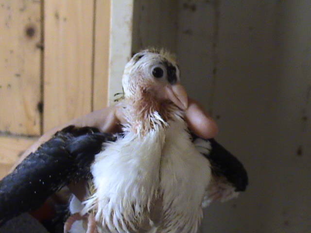 pui2009