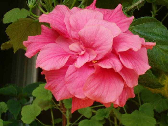 7-06 003 - hibiscus