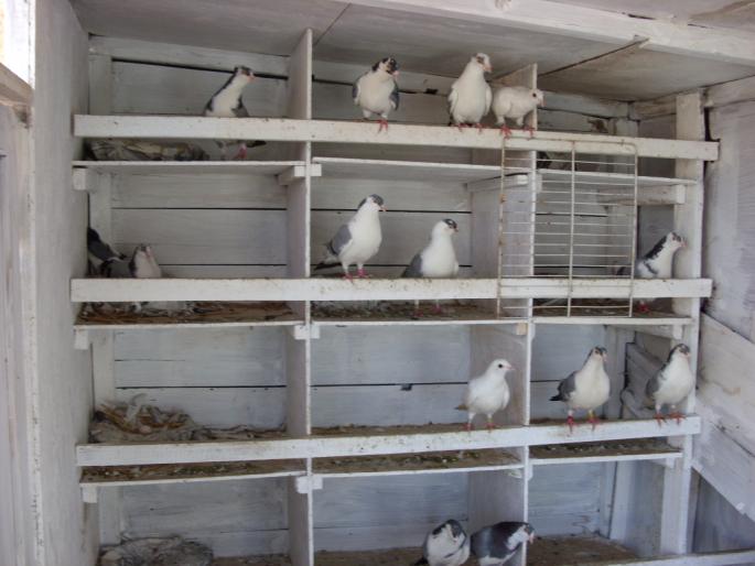 SN851804 - poze zburatorii