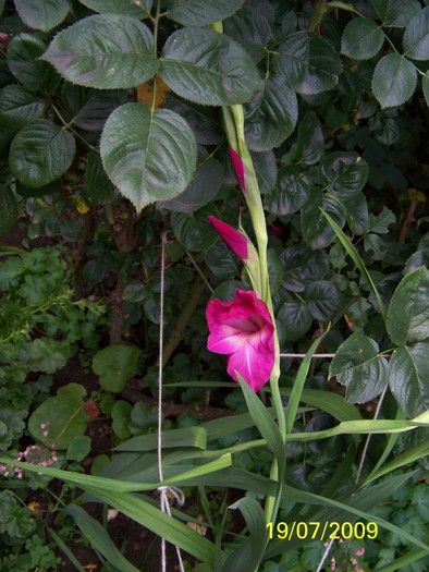 100_8253 - Iulie 2