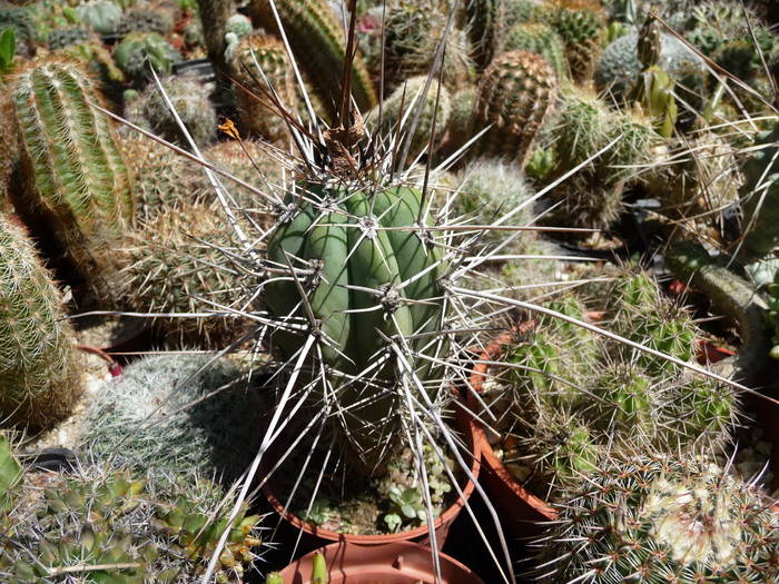 P1040108 - Cactusi