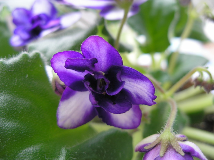 violeta mov (6)