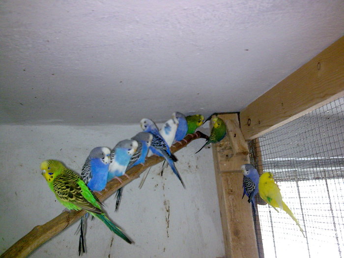 Imagine063 - PERUSI SI NIMFE DECEMBRIE 2009- 2