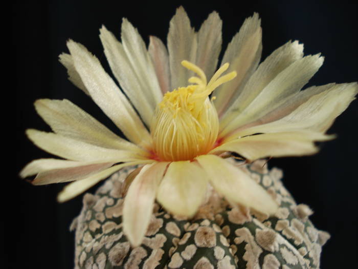 Astrophytum asterias superkabuto - Cactusi