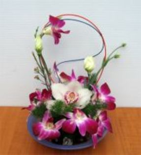 orhidee-dendrobium-maria