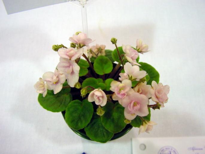 Optimara_Rose_Quartz_2005avsa_2 - violete de pe net 1