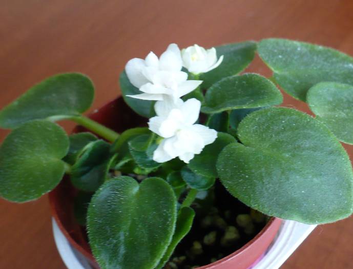 P1140263 - Saintpaulia - violete de camera