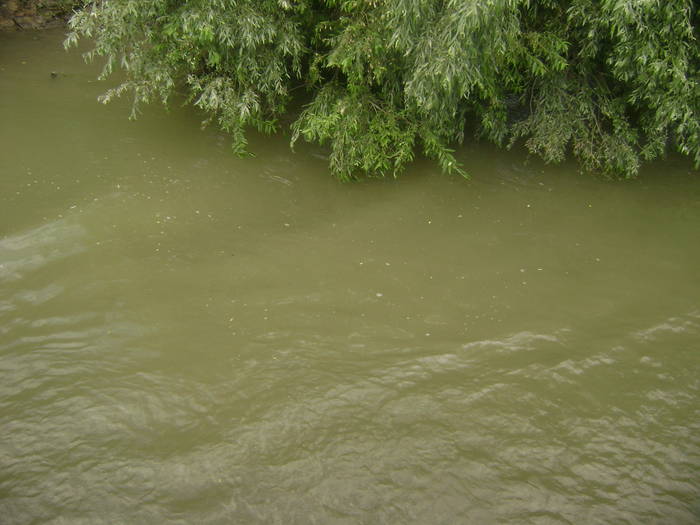 excursie delta dunarii 5062009 112 - EXCURSIE  in DELTA