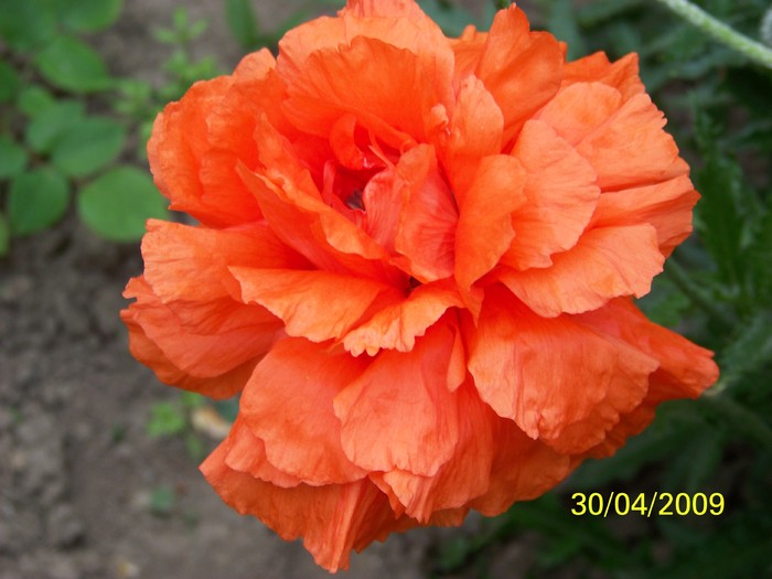 100_1310 - Primavara in curte  Timisoara