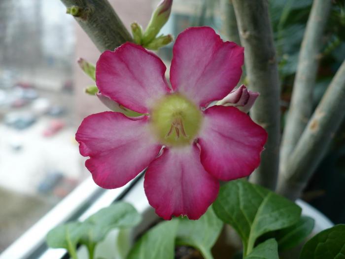 P1070893 - ADENIUM OBESUM