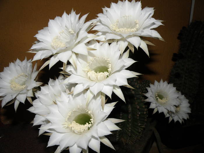 Picture 027 - cactusi