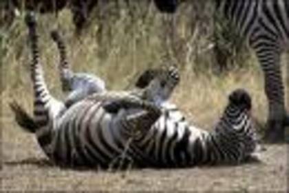 zebra 4 - animale salbatice si cele domestice
