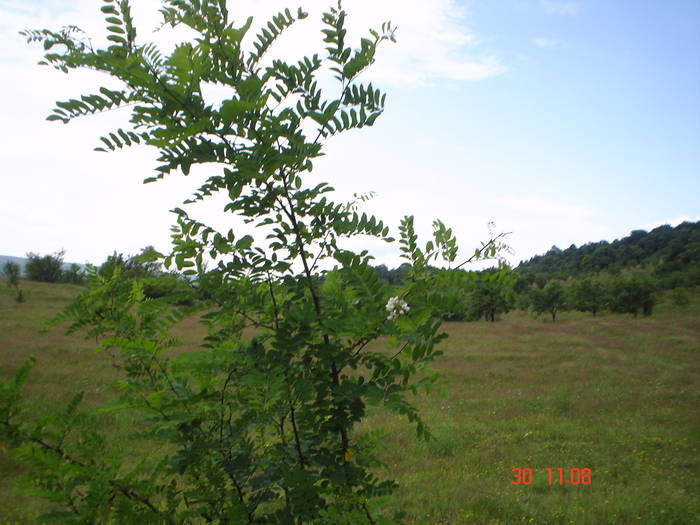 DSC05990 - ALBINUTZELE MELE