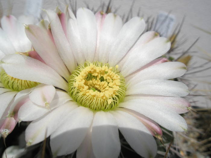 Acanthocalycium peitscherianum - floare - Acanthocalycium