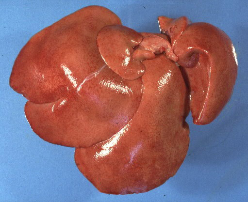 Mixomatoza Toti lobi ficatului sunt umflati, palid ?i au un model reticular. - Iepuri -Bolile infectioase ale iepurelui