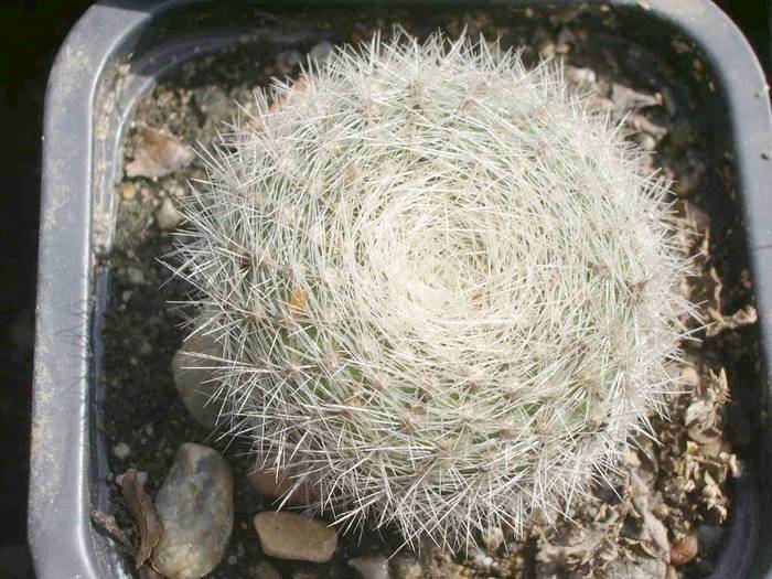  - Rebutia