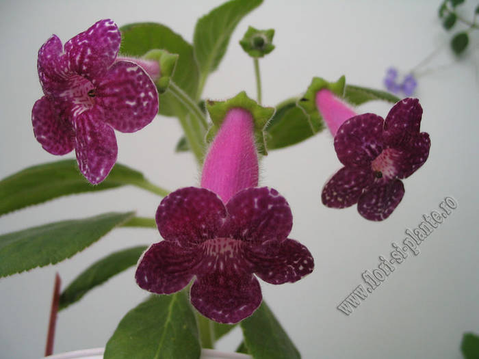 Kohleria Karl Lindberg 5