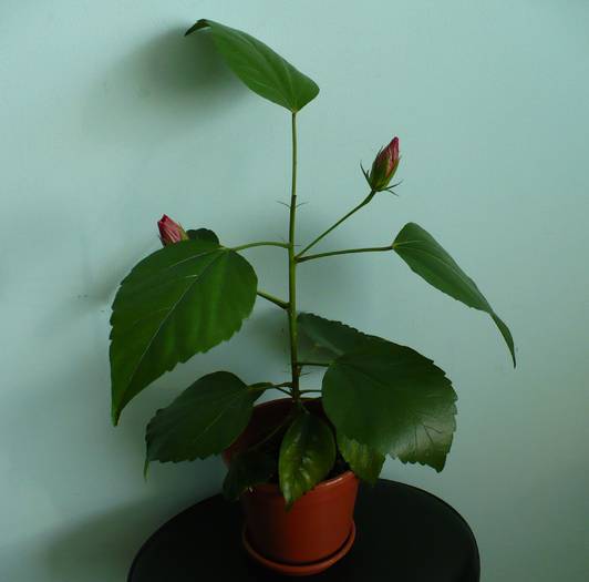 P1150003 - HIBISCUSI