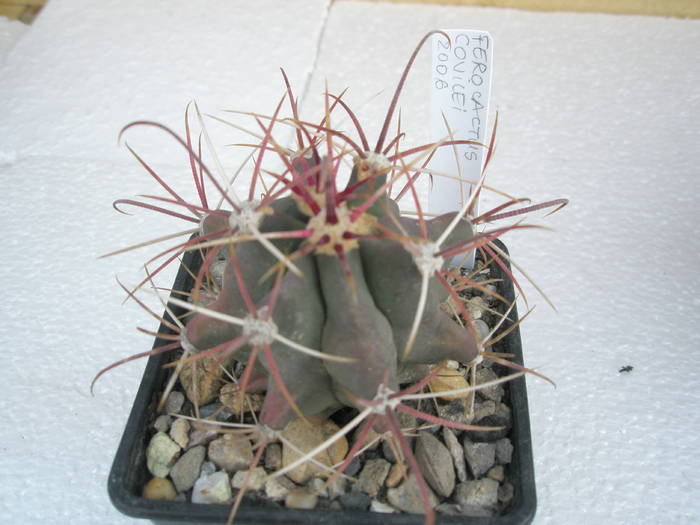 Ferocactus covilei