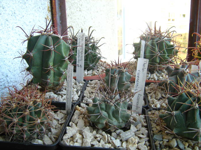 IMG_4462 - Cactusi 1 martie 2009