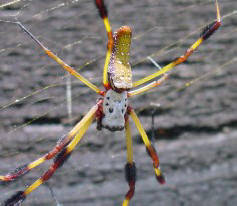 BannanaSpiderCloseup - poze insecte