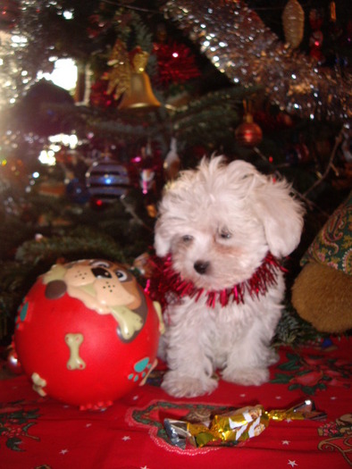 Bichon Maltese