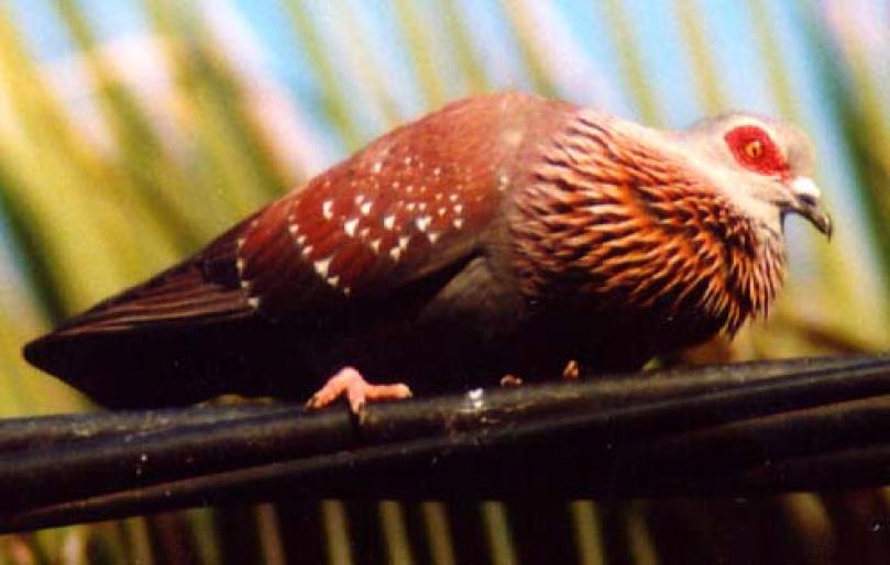 speckled_pigeon - Porumbei salbatici