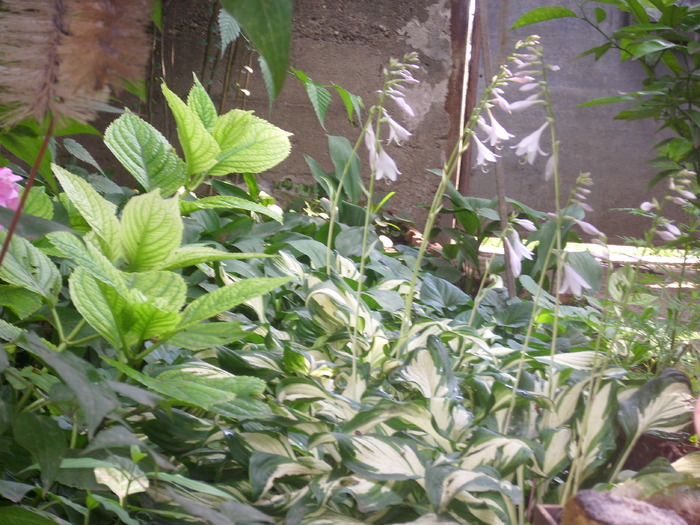 DSCI1183 - flori din gradina mea