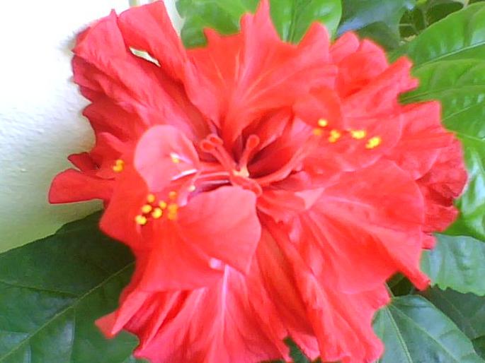 HIBISCUS ROSU; trandafir japonez
