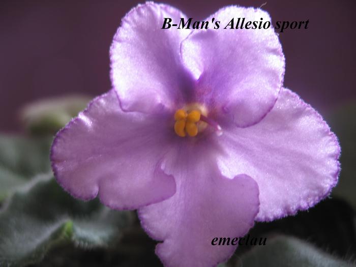 B-Man's Allesio sport - violete cu nume 2009