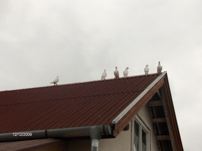 HPIM3885 - porumbeii