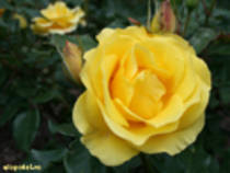trandafir galben - FlOrI fRuMoAsE