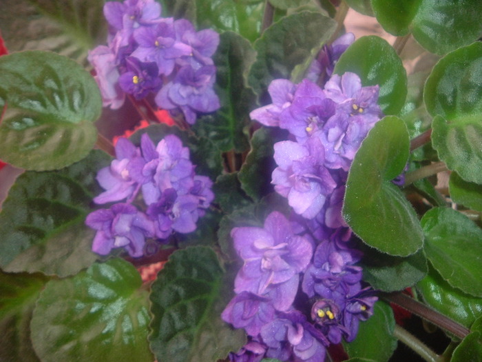 DSCF8588; violeta mov deschis
