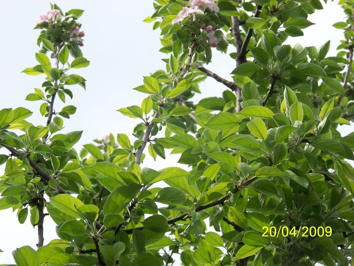 100_0950 - Primavara in curte  Timisoara