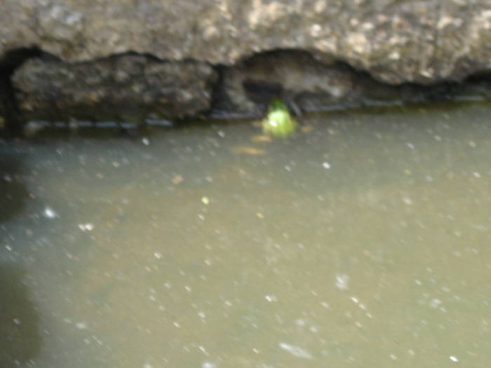 IMG_3470 - salcim I si II 2009